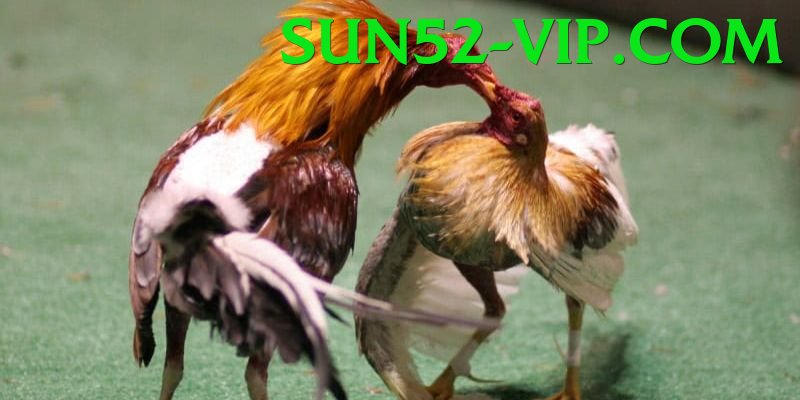 Cách Đọc Kèo Đá Gà - PvP